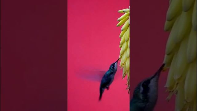Огромная скорость полёта маленькой птички/ Колибри/ Интересные факты #shorts смотреть онлайн