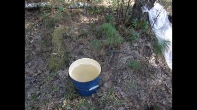 Сбор березового сока смотреть онлайн