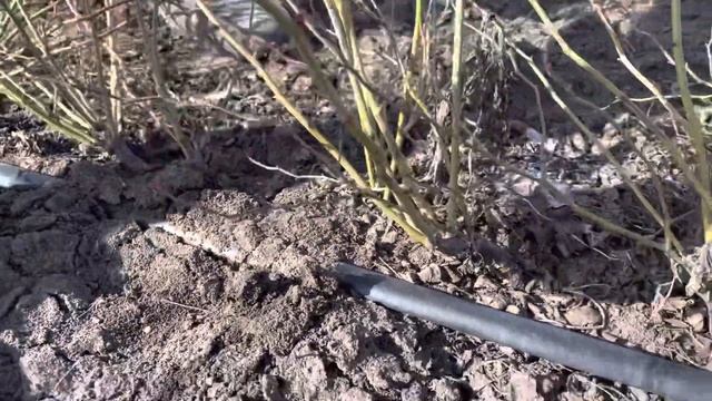 Обрезка шиповника на шип! смотреть онлайн