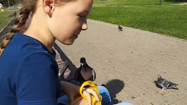 Одомашниваем диких голубей смотреть онлайн