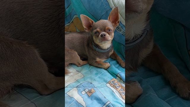 лилово подпалый Космос питомник чихуахуа Кастропуло Крым смотреть онлайн