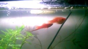 Спаривание меченосцев