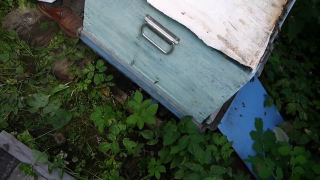 Пасека на садовом участке или как мы собирали мед. ч.1 смотреть онлайн