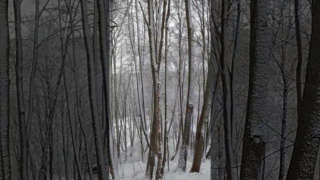 11 февраля 2020 г. Олоньи Горы, глубокий овраг смотреть онлайн