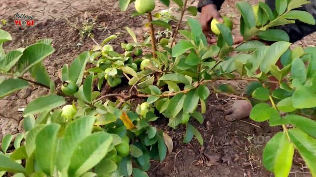 Taiwan Guava Fruit Harvesting | Taiwan Guava Farming | Taiwan Guava Cultivation | Yield Of Guava