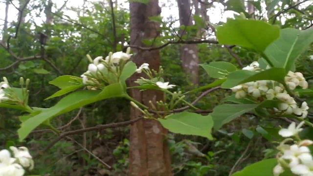 Exotic Blooms: holarrhena смотреть онлайн