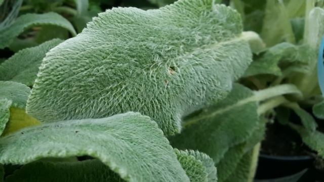 'Silver Carpet' Plant  ( Stachys Byzantina )