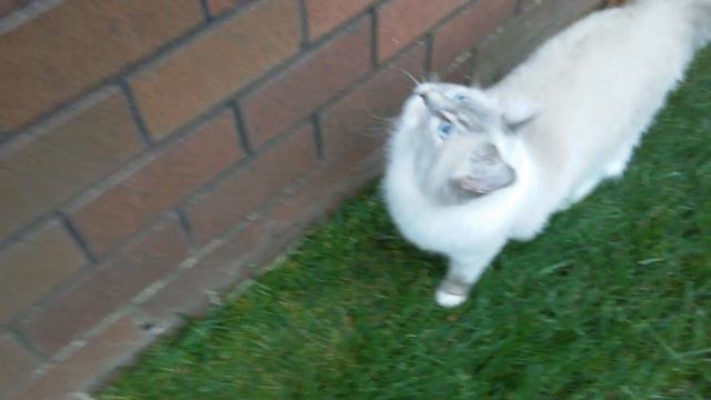 Mr Blue Ragdoll cat at park смотреть онлайн