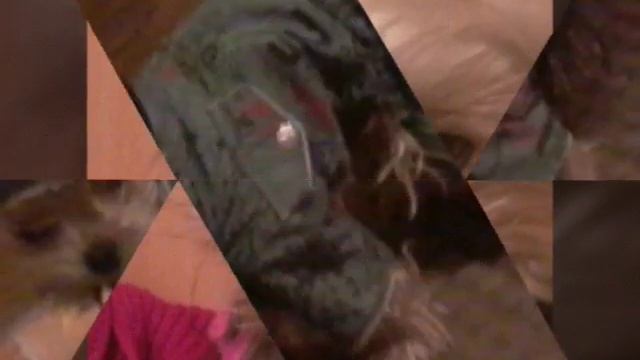 Моя собака Пуфик смотреть онлайн