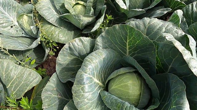 Один из популярных гибридов капусты на рынке России