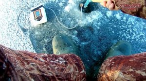 КОВАРНЫЙ ЛЕД 2022. Рыбалка на Волге. Чебоксарская ГЭС. "КОВШ"