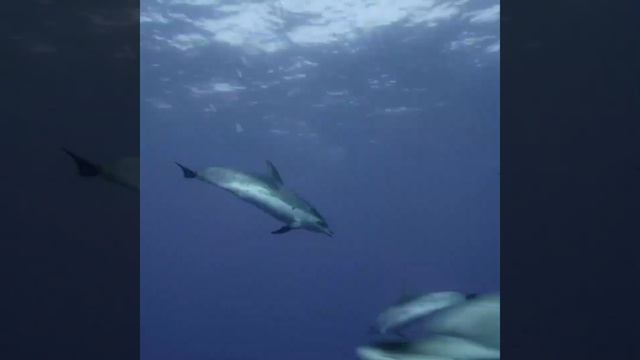 Do you Feel the Call of the Ocean? 🐟 смотреть онлайн