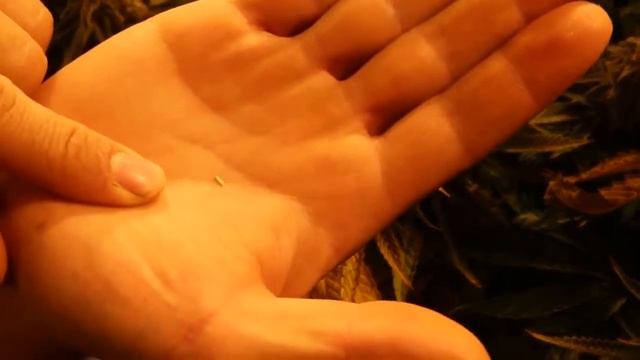 Как отличить гермафродит смотреть онлайн