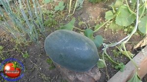 Арбуз дыня!