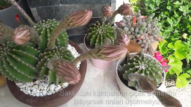 Kaktüs Nasıl çiçek Açtırılır? - How Echinopsis Oxygona Flowers?