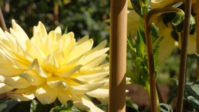 Deffirent shape and colors of Dahlia flowers смотреть онлайн