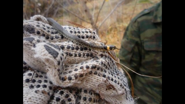 НАШИ ТРОФЕИ смотреть онлайн
