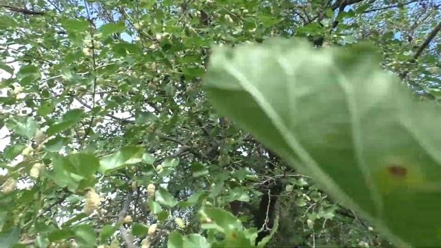 В деревне | Собираем овощи с огорода домой | Скорняковы смотреть онлайн