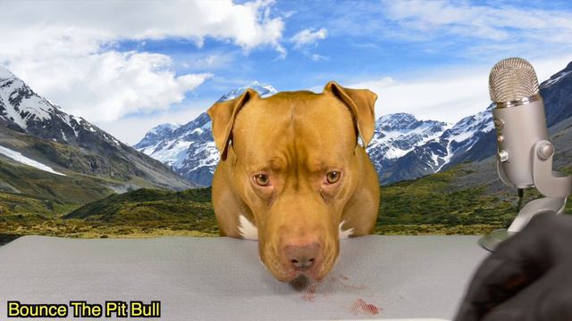 ASMR  Pitbull Eating Raw Chicken Kumquat Pork Spareribs Horse Trachea Sheep Tongue Deer Heart!