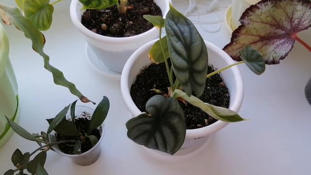 Прогулка по цветочному подоконнику ☘️🌱🌷🌹 смотреть онлайн