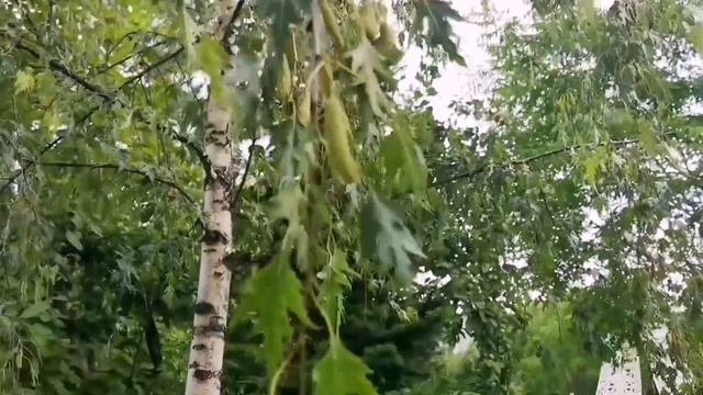 Парк отдыха «Сады мечты»