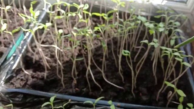 ХЛЕБНАЯ ПОДКОРМКА ДЛЯ РАССАДЫ – МГНОВЕННЫЙ ЭФФЕКТ! 3 серия смотреть онлайн