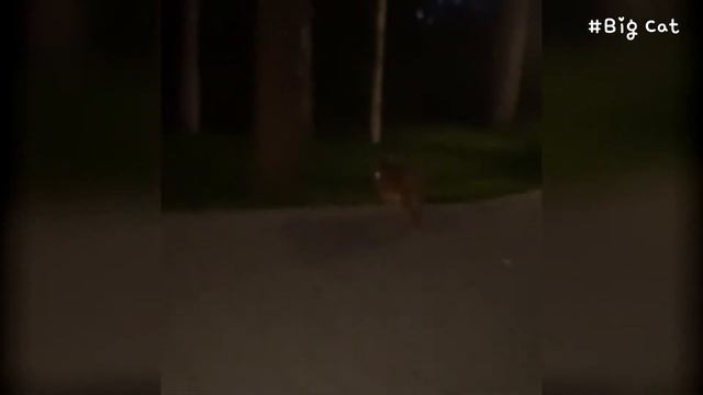 Caracal Pumba Loves Meat : Floppa смотреть онлайн