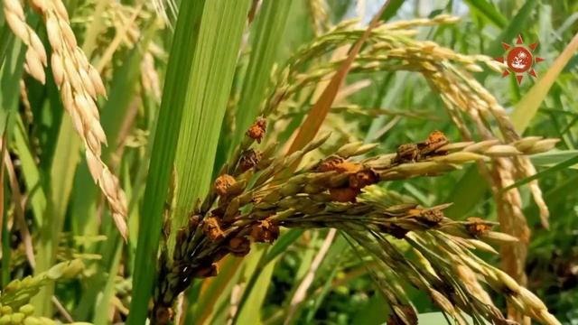 Copper Hydroxide 53.8% DF Late blight Downy mildew Anthracnose DuPont Kocide 2000 смотреть онлайн