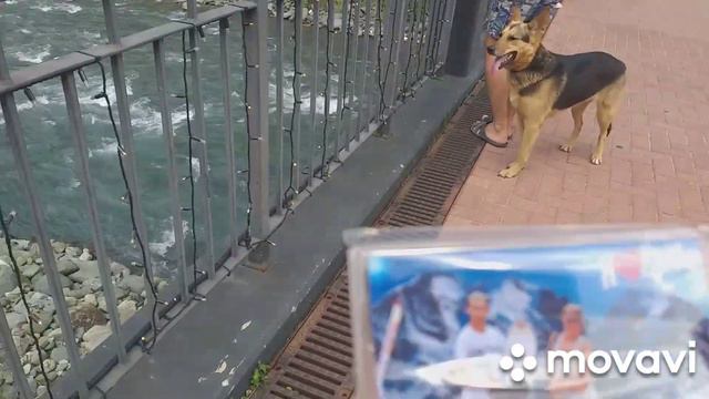 11 день, путешествие на чёрное море с собакой) Красная поляна Роза хутор! смотреть онлайн