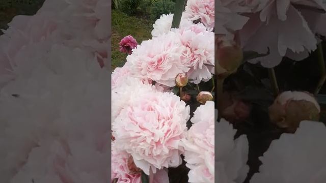 пион сорт "Сара Бернар" смотреть онлайн