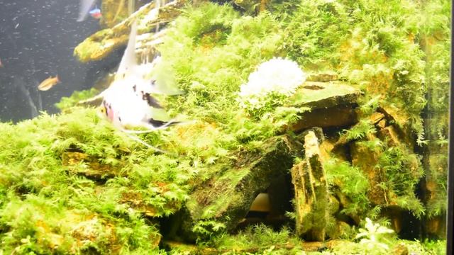 Песочный водопад в аквариуме: просто и красиво! И ссылка, как сделать пескопад своими руками смотреть онлайн