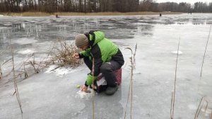 Безмотылка новогодняя