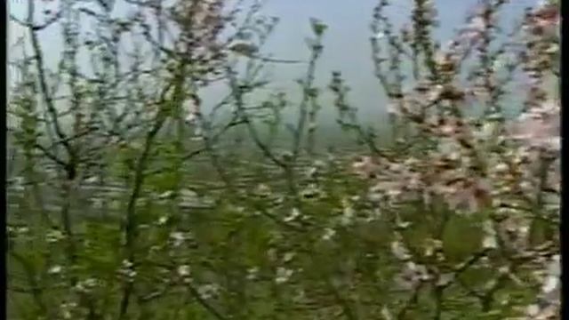 Самарканд жемчужины востока смотреть онлайн