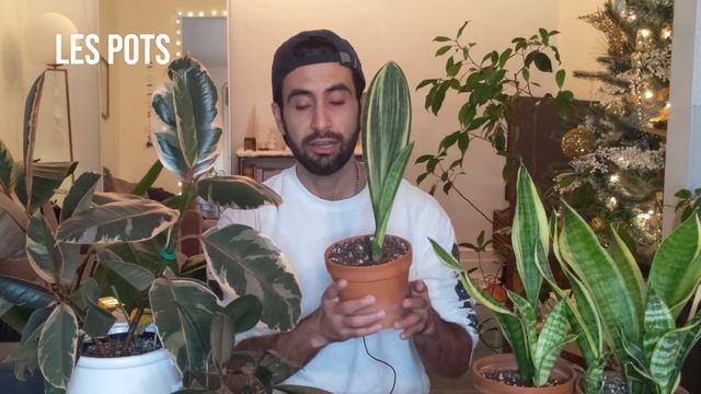 Comment entretenir la plante Ficus elastica (ou robusta ou caoutchouc)? (l'entretien de la plante) смотреть онлайн