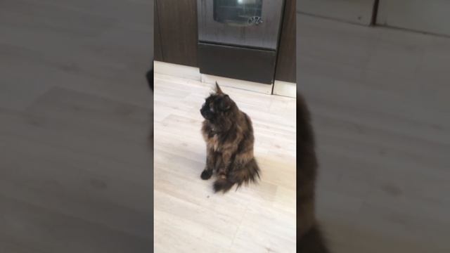 Икота Симы смотреть онлайн