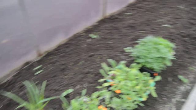 Выращивание томатов и огурцов...тонкости смотреть онлайн