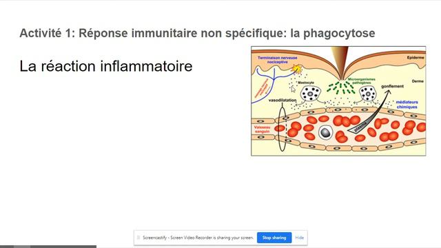 Activité1; La réponse immunitaire non spécifique :la phagocytose смотреть онлайн