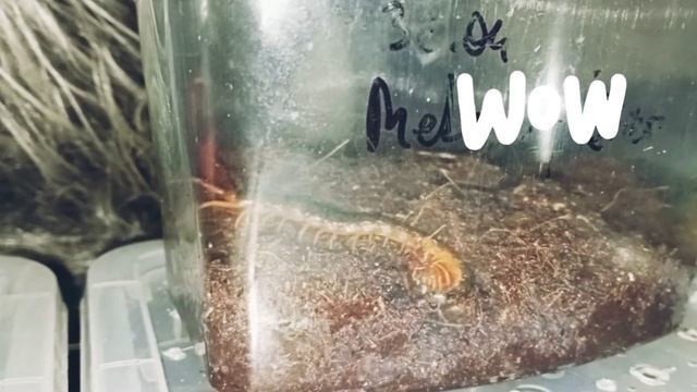 Животные и Их Секреты