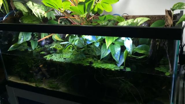 Paludarium White Cloud Mountain minnows featuring -Seachem Flourish excel смотреть онлайн