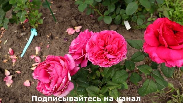 Японская роза Принцесса Киши - для тех, кто любит необычные розы! смотреть онлайн