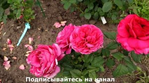 Японская роза Принцесса Киши - для тех, кто любит необычные розы!