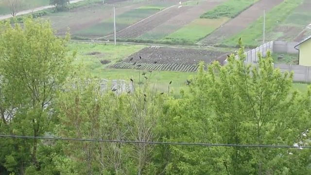 Отпугиватель птиц Сапсан 3 в деле смотреть онлайн