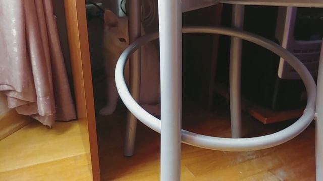 ПРИВИВКИ ДЛЯ КОШЕК, СКОЛЬКО СТОИТ, ДЕЛАТЬ ИЛИ НЕТ? смотреть онлайн