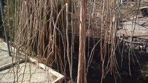 Шелковица плакучая - обрезка .