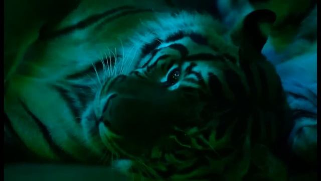 Легенда братьев Запашных (2011-2012)