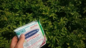 Фитофтороз//Обработка картофеля от фитофторы