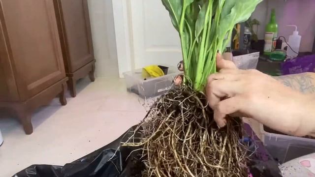 Спатифилум Даймонд смотреть онлайн