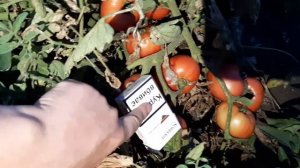 PEMBOLA F1 / ПЕМБОЛА F1 -Детерминантный гибрид розового томата