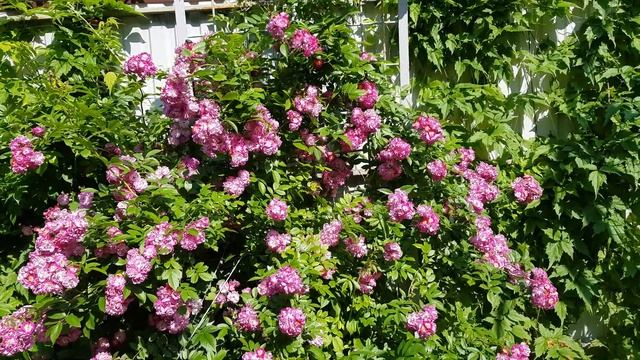 Мелкоцветковая плетистая роза- мое- Чудо.Продолжаем цвести. смотреть онлайн