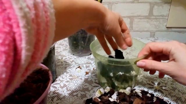 Орхидеи башмачки. Пересадка ( закрытая и открытая система) смотреть онлайн